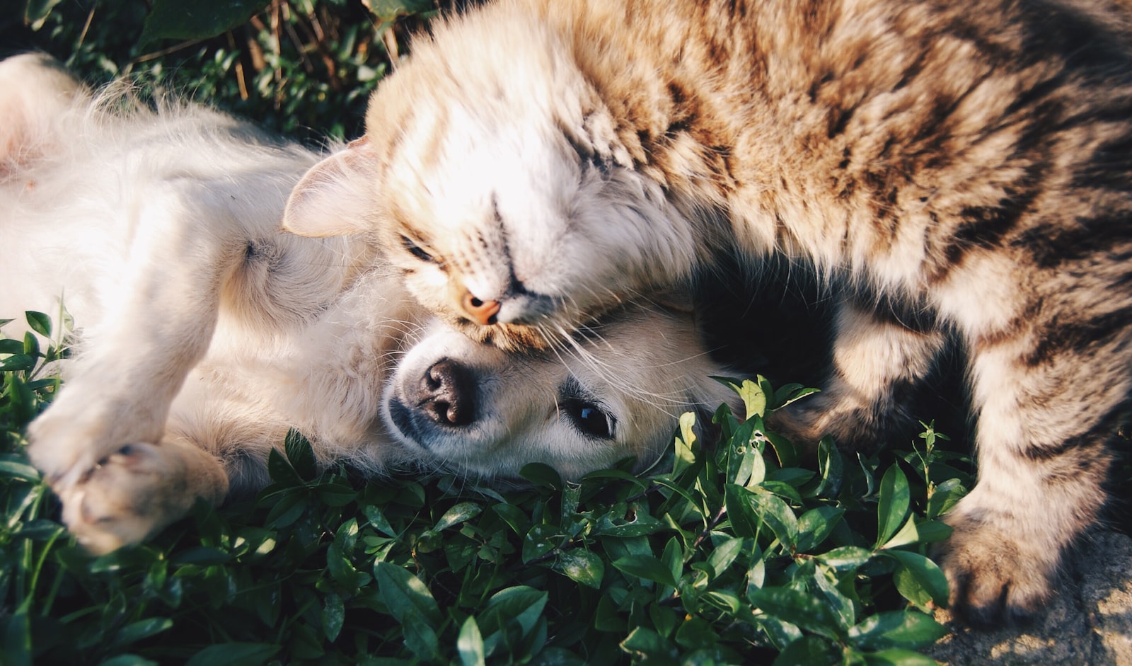 Cat and dog together on grass for a pet product competitive landscape report