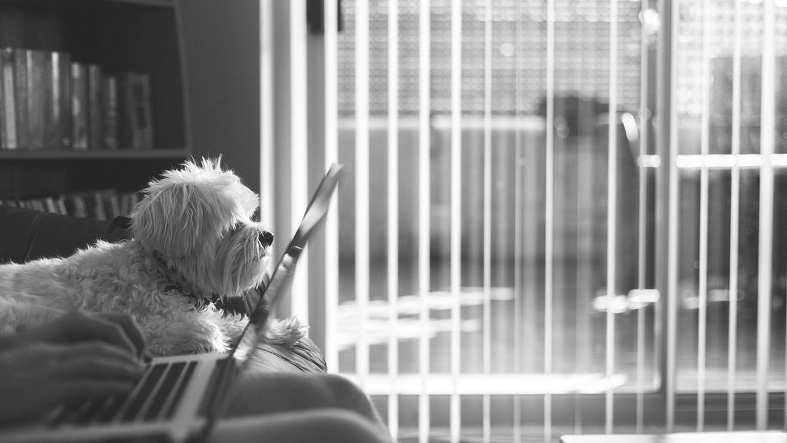 Best Pet Hair Remover for Couch and Car Seats: What Buyers Actually Compare