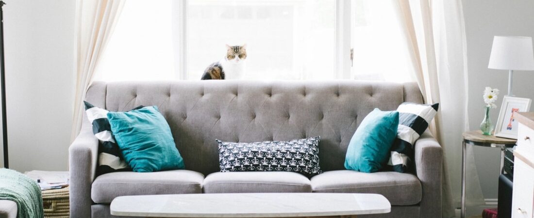 How to Remove Embedded Pet Hair from Upholstery: Product Proof Buyers Trust