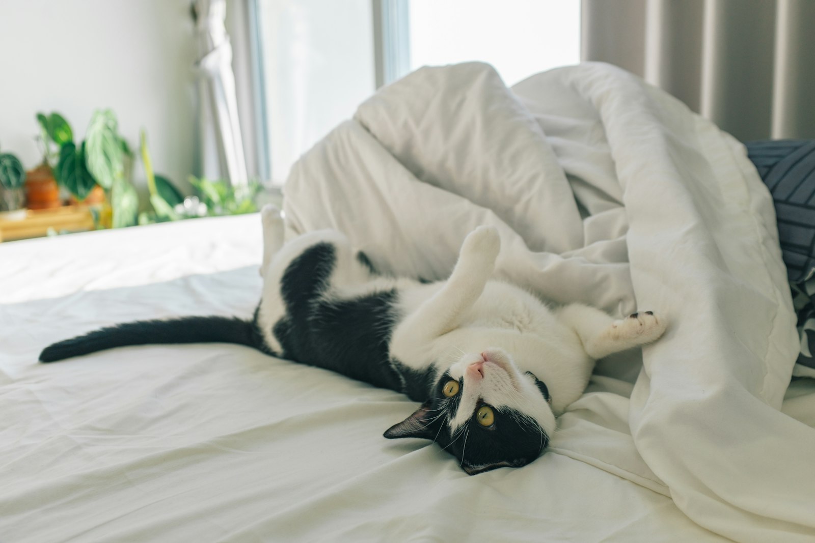 Cat resting on white bedding for a sleep technology research report