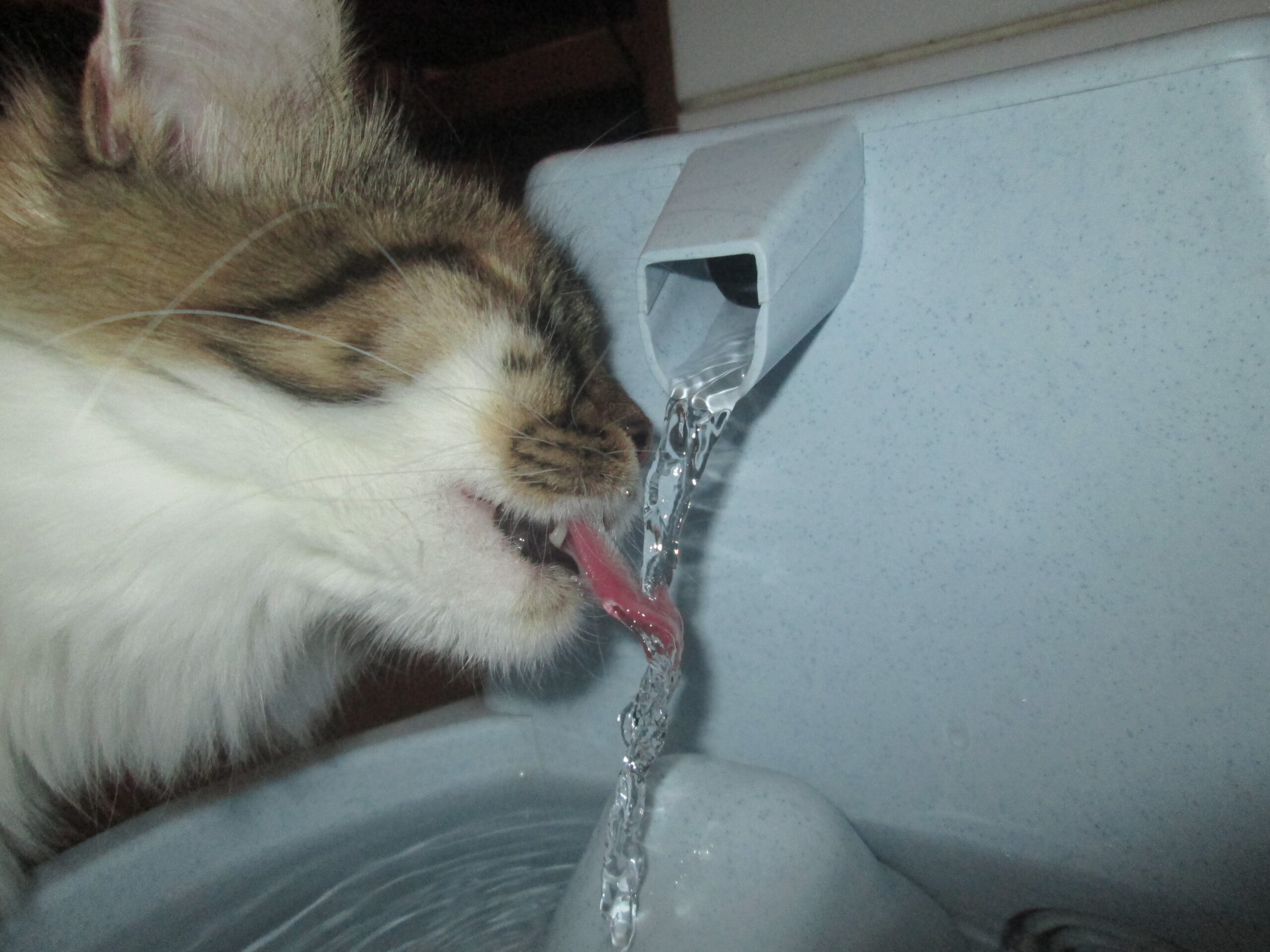 Cat drinking water from a fountain
