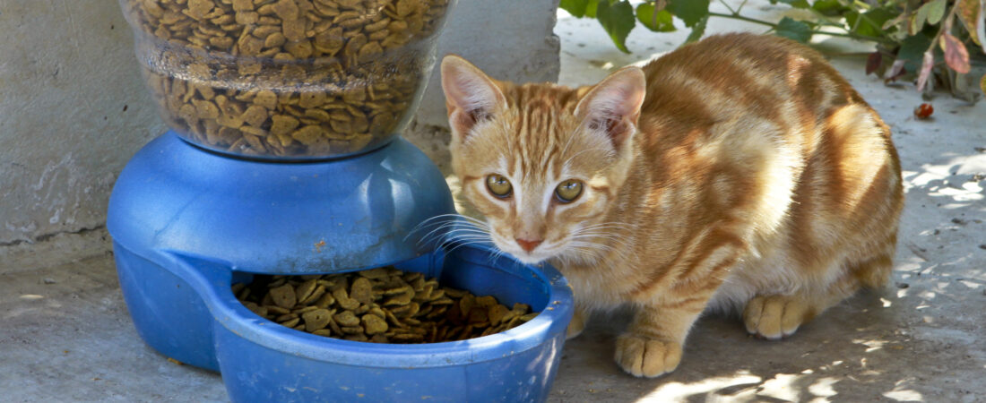 Wet vs Dry Cat Food for Indoor Cats: What Should You Feed Daily?