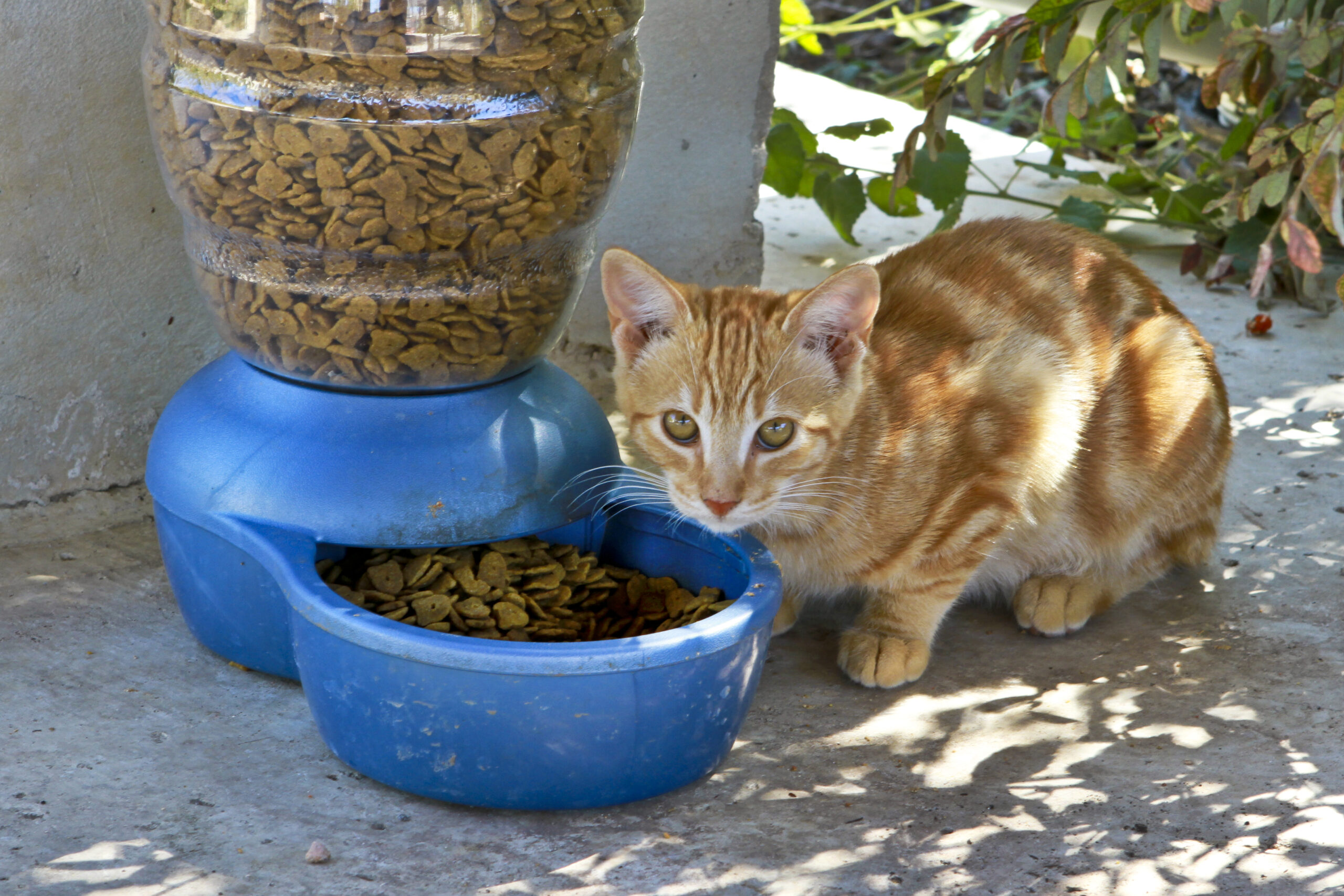 Wet vs Dry Cat Food for Indoor Cats: What Should You Feed Daily?