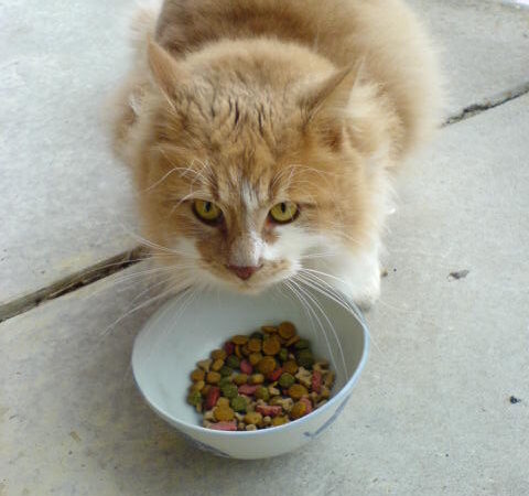 Best Cat Food for Picky Cats: How to Choose Without Wasting Money