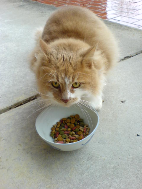 Best Cat Food for Picky Cats: How to Choose Without Wasting Money