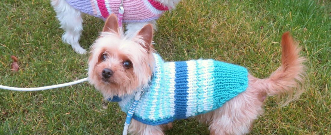 How to Choose Dog Clothes That Actually Fit