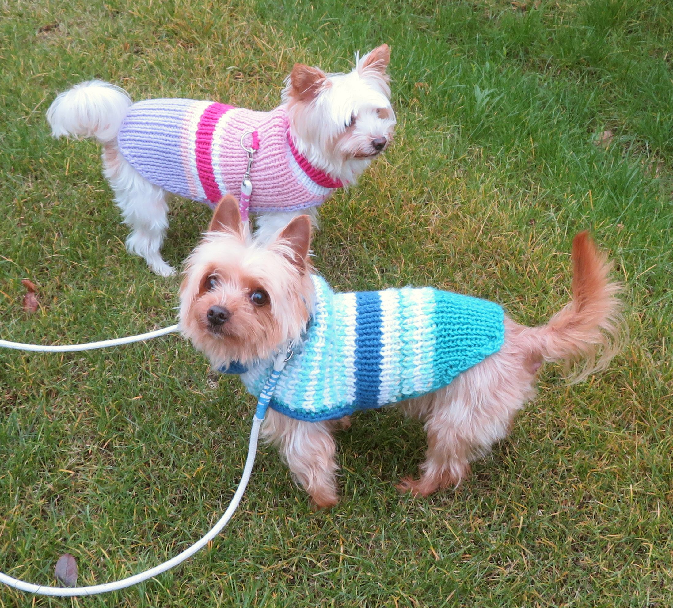 How to Choose Dog Clothes That Actually Fit