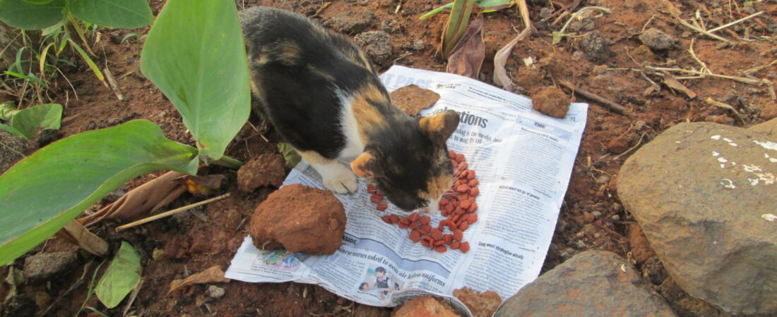 Is Fancy Feast Good for Cats as a Daily Wet Food?