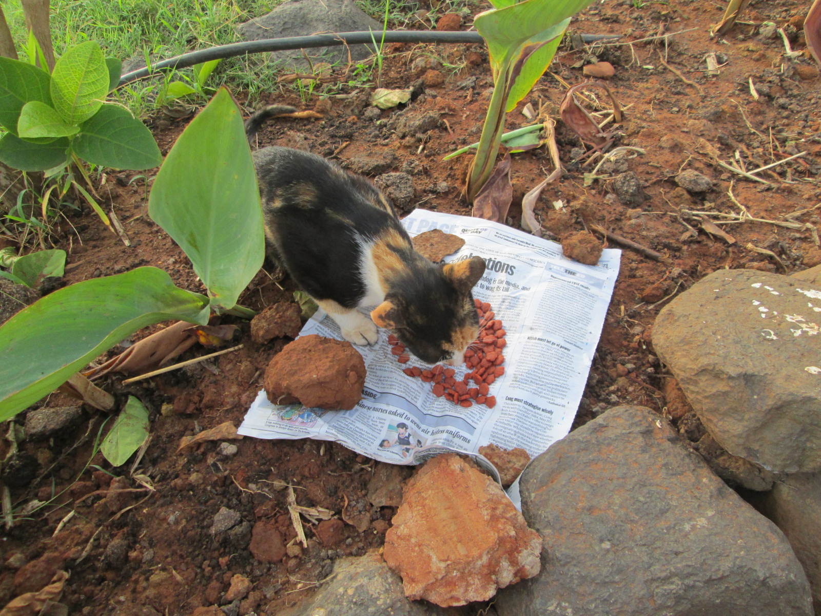 Is Fancy Feast Good for Cats as a Daily Wet Food?