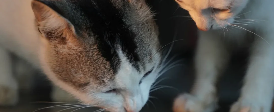 Tiki Cat Alternatives: Budget Wet Food and Texture Swaps