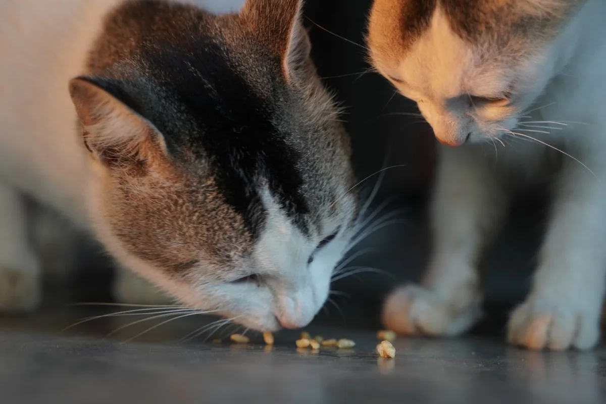 Two cats eating dry food from a floor