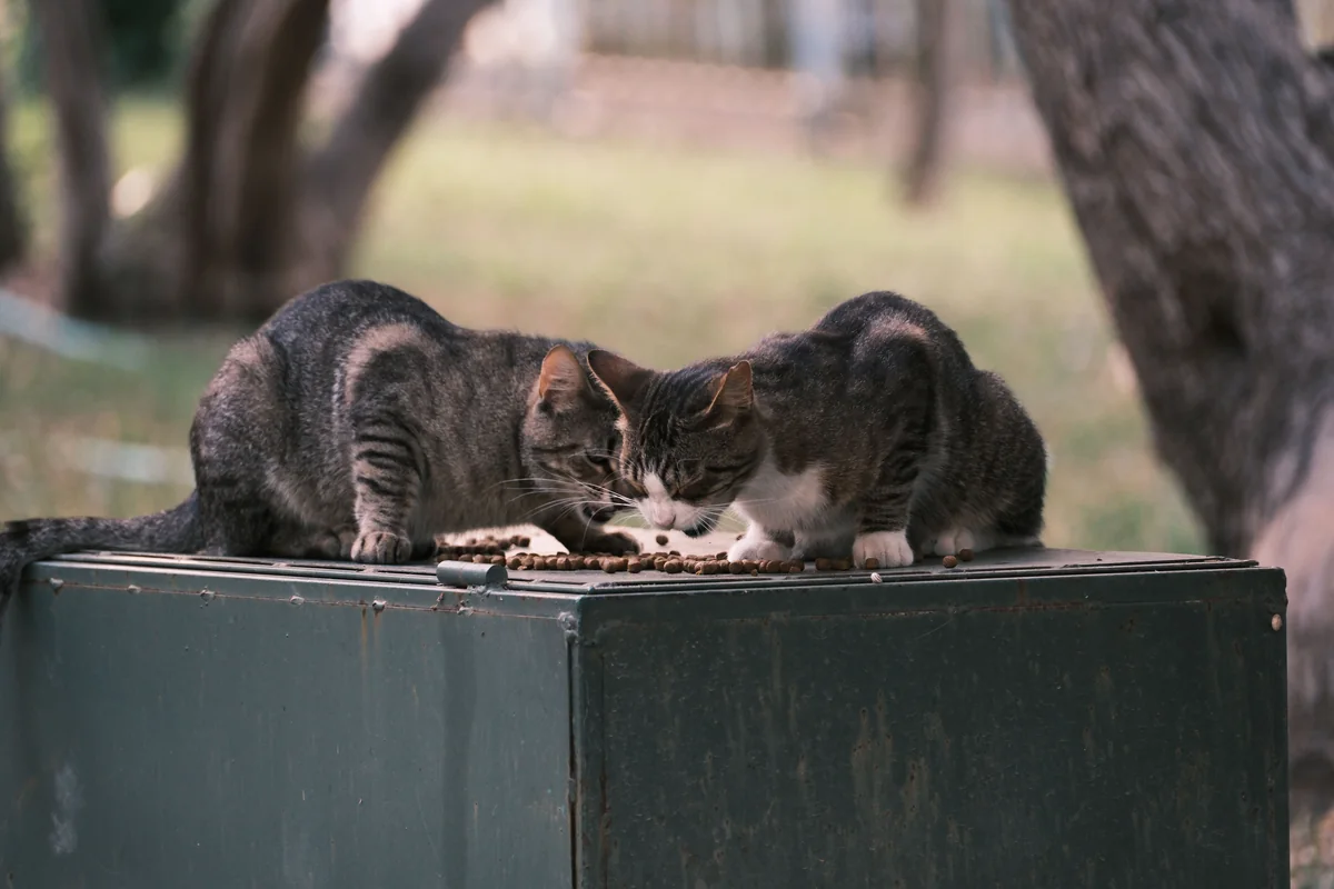 Two tabby cats eating dry food together outdoors