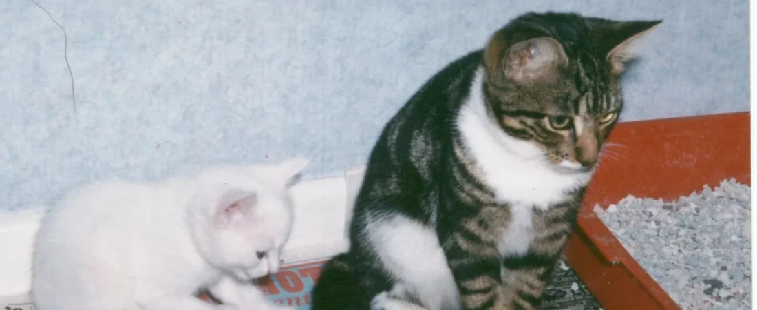 Tofu Cat Litter vs Clay Litter: Dust, Tracking, Odor, and Cost