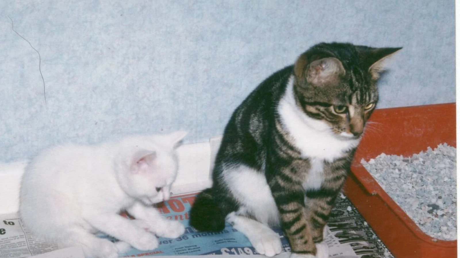 Tofu Cat Litter vs Clay Litter: Dust, Tracking, Odor, and Cost