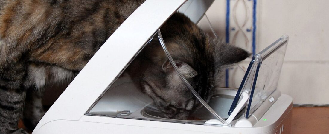 Automatic Cat Feeder Cleaning Guide: Parts, Schedule, and Safety Checks
