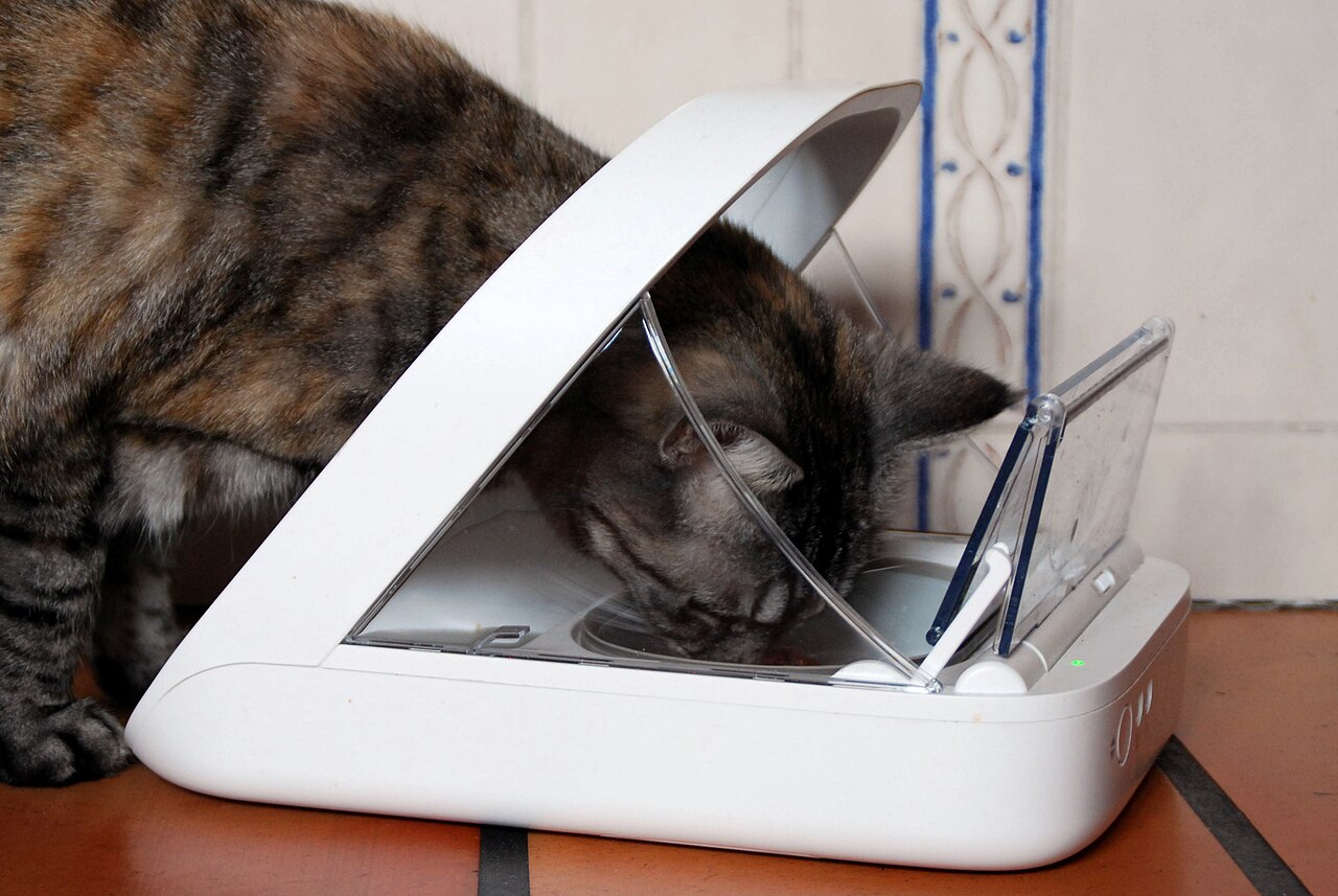 Automatic Cat Feeder Cleaning Guide: Parts, Schedule, and Safety Checks