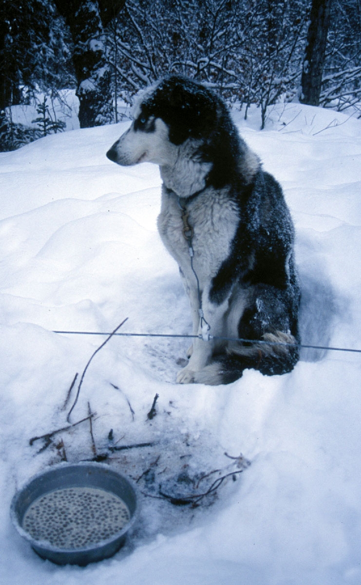 Grain-Free vs Grain-Inclusive Dog Food: What Should You Choose for a Sensitive Dog?