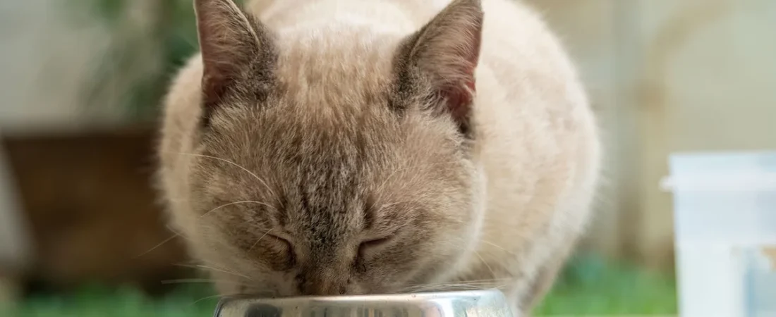 Cat Food Cost Calculator: Compare Price per 100 Calories