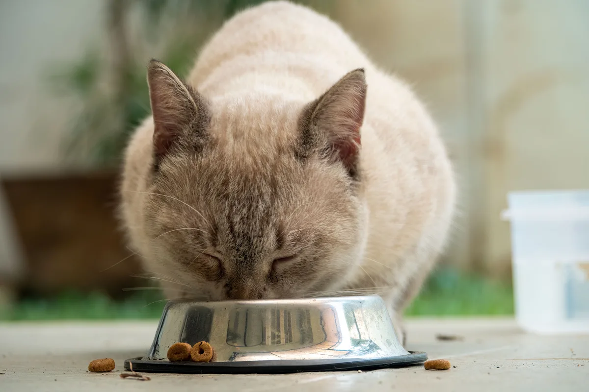 A Siamese cat eating from a metal bowl outdoors.