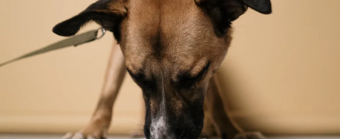 Hill’s Science Diet Dog Food Reviews on Reddit (2026)