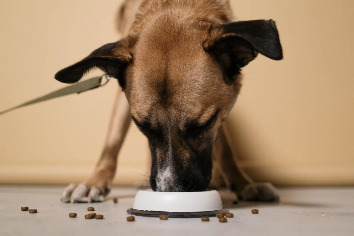 Brown dog eating kibble from a white bowl indoors.