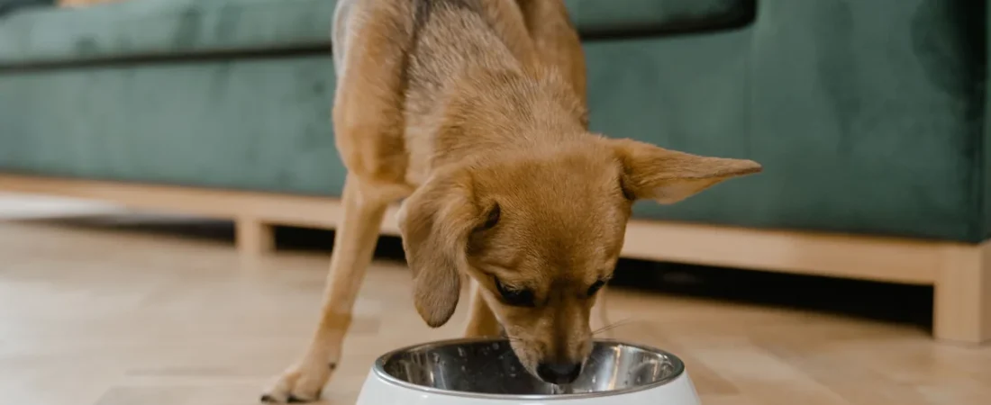 Hill’s Science Diet for Sensitive Stomachs: Is It Good?