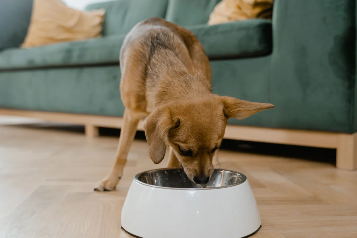 Small brown dog eating from a bowl beside a green sofa.